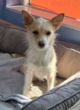 Chihuahua Dogs Available for Adoption - Sadie Mae | PetCurious