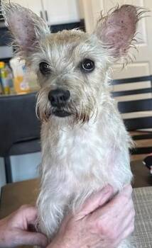Miniature Schnauzer and Mixed Breed Dogs Available for Adoption - Daisy | PetCurious