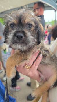 Chihuahua and Miniature Schnauzer Dogs Available for Adoption in Dallas, Texas - Lorenzo | PetCurious