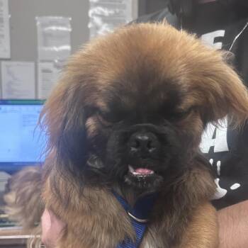 Wookie -  Pekingese Dog for Adoption in Yuma, Arizona - Wookie | PetCurious