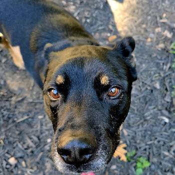King -  Doberman Pinscher and German Shepherd Dog Dog for Adoption in Magnolia, Texas - King | PetCurious