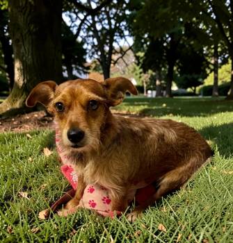 Ralphie -  Dachshund Dog for Adoption in Sumter, South Carolina - Ralphie | PetCurious