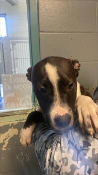 Terrier and Mixed Breed Dogs Available for Adoption - Ellie | PetCurious