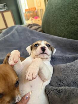 Quesadilla -  Pit Bull Terrier Dog for Adoption in Austin, Texas - Quesadilla | PetCurious