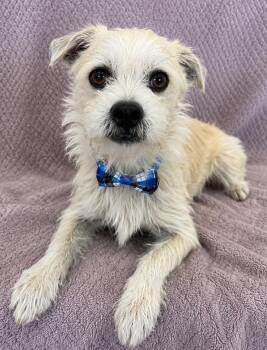 PJ -  Terrier Dog for Adoption in Lodi, California - PJ | PetCurious