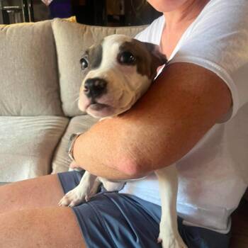Delilah *Arriving 8/22/2026* D12141 -  American Staffordshire Terrier and Pit Bull Terrier Dog for Adoption - Delilah *Arriving 8/22/2026* D12141 | PetCurious
