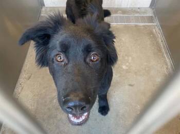 FREDDIE -  Flat Coated Retriever and Mixed Breed Dog for Adoption in Tustin, California - FREDDIE | PetCurious