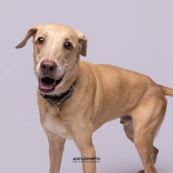 Rescue Mixed Breed Dogs for Adoption in Sarasota, Florida - Creme Fraiche | PetCurious