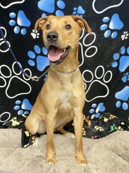 Mixed Breed Dogs Available for Adoption in Washington Court House, Ohio - Ginger | PetCurious