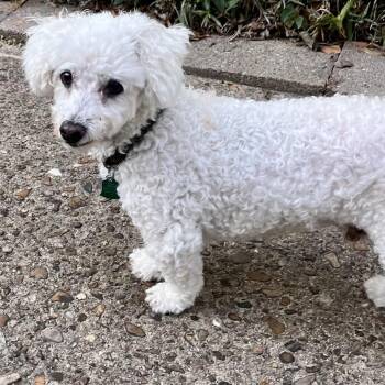 Milo West -  Poodle Dog for Adoption in Houston, Texas - Milo West | PetCurious