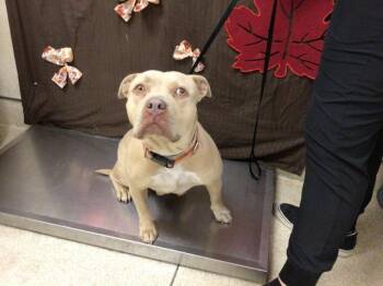 Rescue Pit Bull Terrier Dogs for Adoption in Riverside, California - STARLETTE | PetCurious