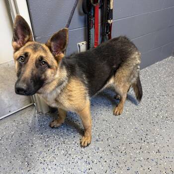 German Shepherd Dog and Mixed Breed Dogs Available for Adoption in Tuscaloosa, Alabama - TUSC-Stray-84559 | PetCurious