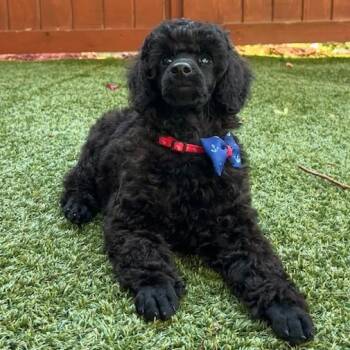 Wonder-Special Needs (Blind) -  Poodle Dog for Adoption in Somerville, Massachusetts - Wonder-Special Needs (Blind) | PetCurious
