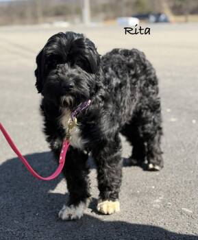 Portuguese Water Dog Dogs Available for Adoption -  RITA ~ Video! | PetCurious