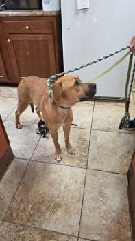 Minnie -  Mixed Breed Dog for Adoption in Cincinnati, Ohio - Minnie | PetCurious
