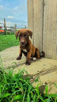 Sausage -  Australian Kelpie and Dachshund Dog for Adoption in Partlow, Virginia - Sausage | PetCurious