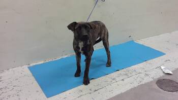 Staffordshire Bull Terrier and Mixed Breed Dogs Available for Adoption in Houston, Texas - STRIPES | PetCurious