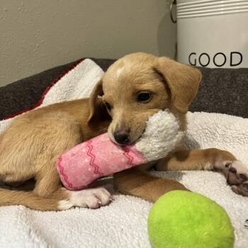 Mixed Breed Dogs Available for Adoption in Wadena, Minnesota - Happy Meal | PetCurious