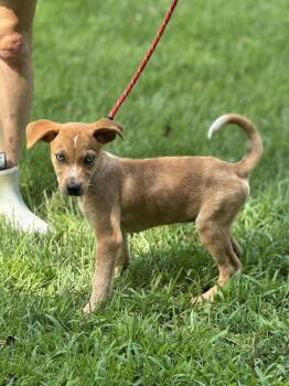 CHERRY -  Hound Dog for Adoption in Locust Fork, Alabama - CHERRY | PetCurious