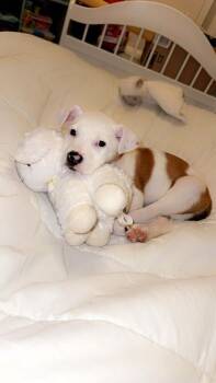 Mixed Breed Dogs Available for Adoption - Grace (159569) (In A Foster Home) | PetCurious