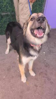 61146093 -  German Shepherd Dog and Mixed Breed Dog for Adoption in El Paso, Texas - 61146093 | PetCurious