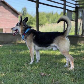 Frankie -  Mixed Breed Dog for Adoption in Ashtabula, Ohio - Frankie | PetCurious