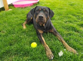 Cleetus 45064 -  Rottweiler Dog for Adoption in Pocatello, Idaho - Cleetus 45064 | PetCurious