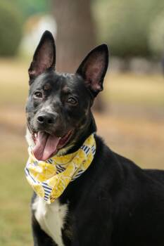 Mixed Breed Dogs Available for Adoption in Myrtle Beach, South Carolina - Jack | PetCurious