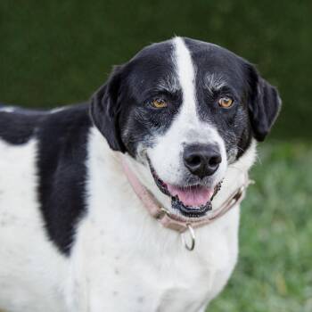 Daisy -  Mixed Breed Dog for Adoption in Lake Jackson, Texas - Daisy | PetCurious