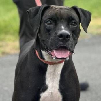 Rescue Boxer and Mixed Breed Dogs for Adoption in San Juan, San Juan - Black Mama | PetCurious