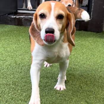 DOK2 - 6506 aka Mila -  Beagle Dog for Adoption in Loxahatchee Groves, Florida - DOK2 - 6506 Aka Mila | PetCurious