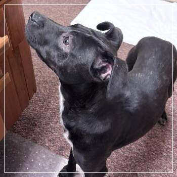 Amie -  Miniature Pinscher Dog for Adoption in Little Rock, Arkansas - Amie | PetCurious