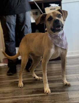 Donut -  Terrier and Hound Dog for Adoption in Morristown, New Jersey - Donut | PetCurious