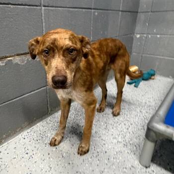 Labrador Retriever and Mixed Breed Dogs Available for Adoption in Huntsville, Alabama - Sugar Snap | PetCurious