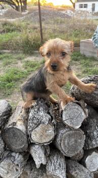 Yorkshire Terrier and Chihuahua Dogs Available for Adoption in Brookeville, Maryland - Jasper | PetCurious