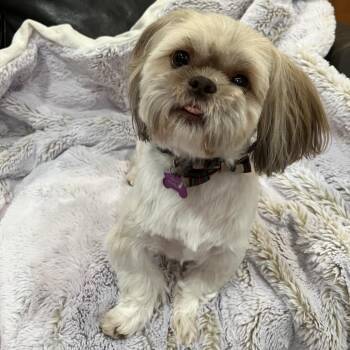 Pumpkin -  Shih Tzu Dog for Adoption in Phoenix, Arizona - Pumpkin | PetCurious