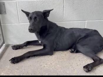Baby -  German Shepherd Dog and Black Labrador Retriever Dog for Adoption - Baby | PetCurious
