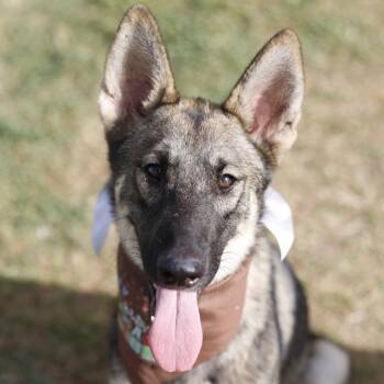 VALKYRIE -  German Shepherd Dog Dog for Adoption in San Antonio, Texas - VALKYRIE | PetCurious
