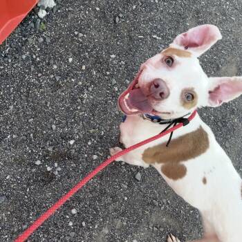 Rescue Mixed Breed Dogs for Adoption in Ferndale, Washington - Pilot | PetCurious