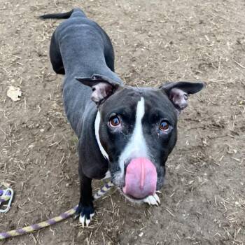 Mixed Breed Dogs Available for Adoption - Lady | PetCurious