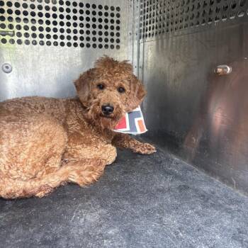 Poodle and Mixed Breed Dogs Available for Adoption in Birmingham, Alabama - Scoob | PetCurious
