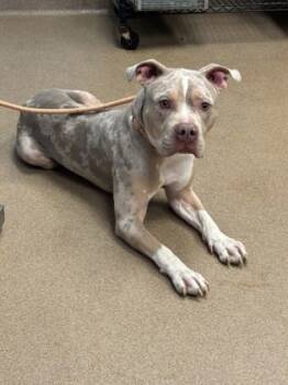 Rescue Mixed Breed Dogs for Adoption in Chamblee, Georgia - Apple Jack | PetCurious