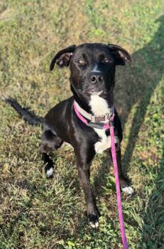 Sully -  Labrador Retriever Dog Available for Adoption in Williamsburg, Iowa - Sully | PetCurious