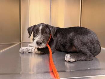 TROUBLE -  German Wirehaired Pointer and Labrador Retriever Dog for Adoption in Tustin, California - TROUBLE | PetCurious