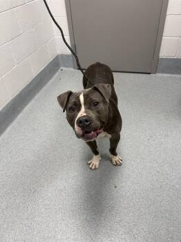 WALLACE -  Pit Bull Terrier Dog for Adoption in Indianapolis, Indiana - WALLACE | PetCurious