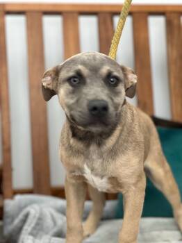 Mixed Breed Dogs Available for Adoption in Cambridge, Maryland - Bonnie | PetCurious