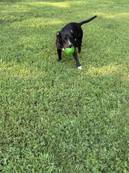 Sombra -  Labrador Retriever Dog for Adoption in Ball Ground, Georgia - Sombra | PetCurious
