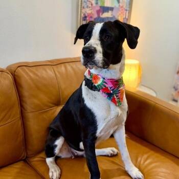 Domino Falls For You -  Pit Bull Terrier and Border Collie Dog for Adoption in Friendswood, Texas - Domino Falls For You | PetCurious