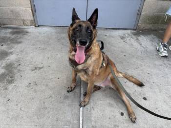 Ritz -  Mixed Breed Dog for Adoption in New York, New York - Ritz | PetCurious