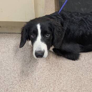 Checkers -  Border Collie and Mixed Breed Dog for Adoption in Ardmore, Oklahoma - Checkers | PetCurious